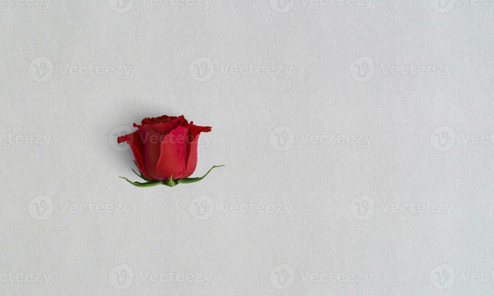 vermelho rosa sem folha branco papel textura papel de parede isolado branco fundo foto