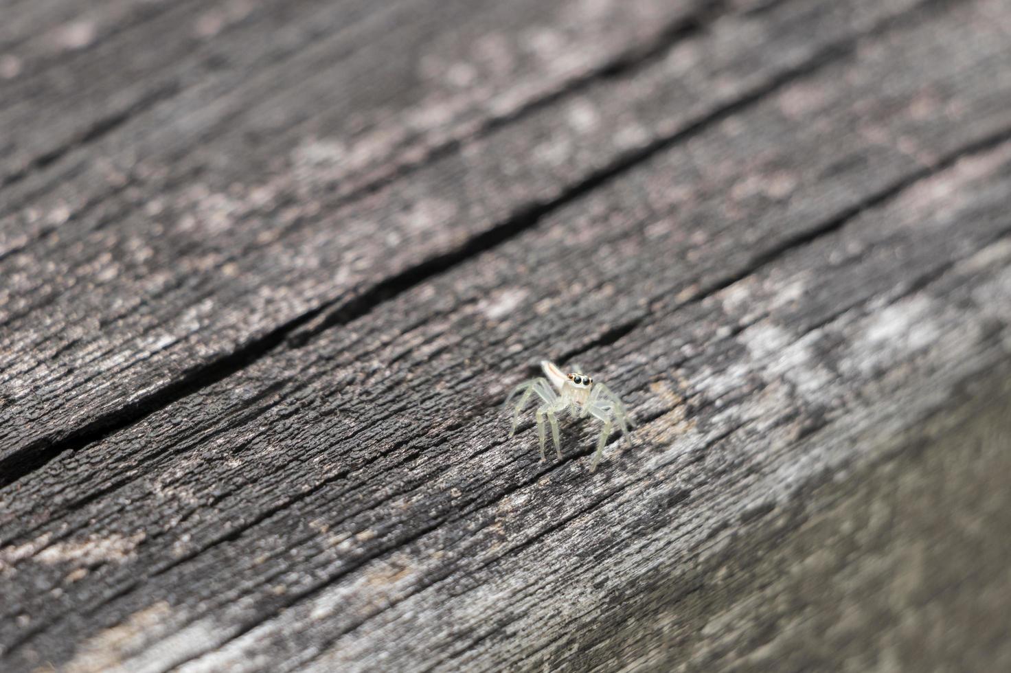 linda aranha saltadora tropical em um fundo de madeira, Malásia foto