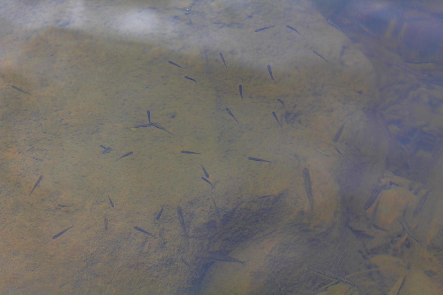 pequeno peixe subaquático vista de cima de fagernes noruega foto