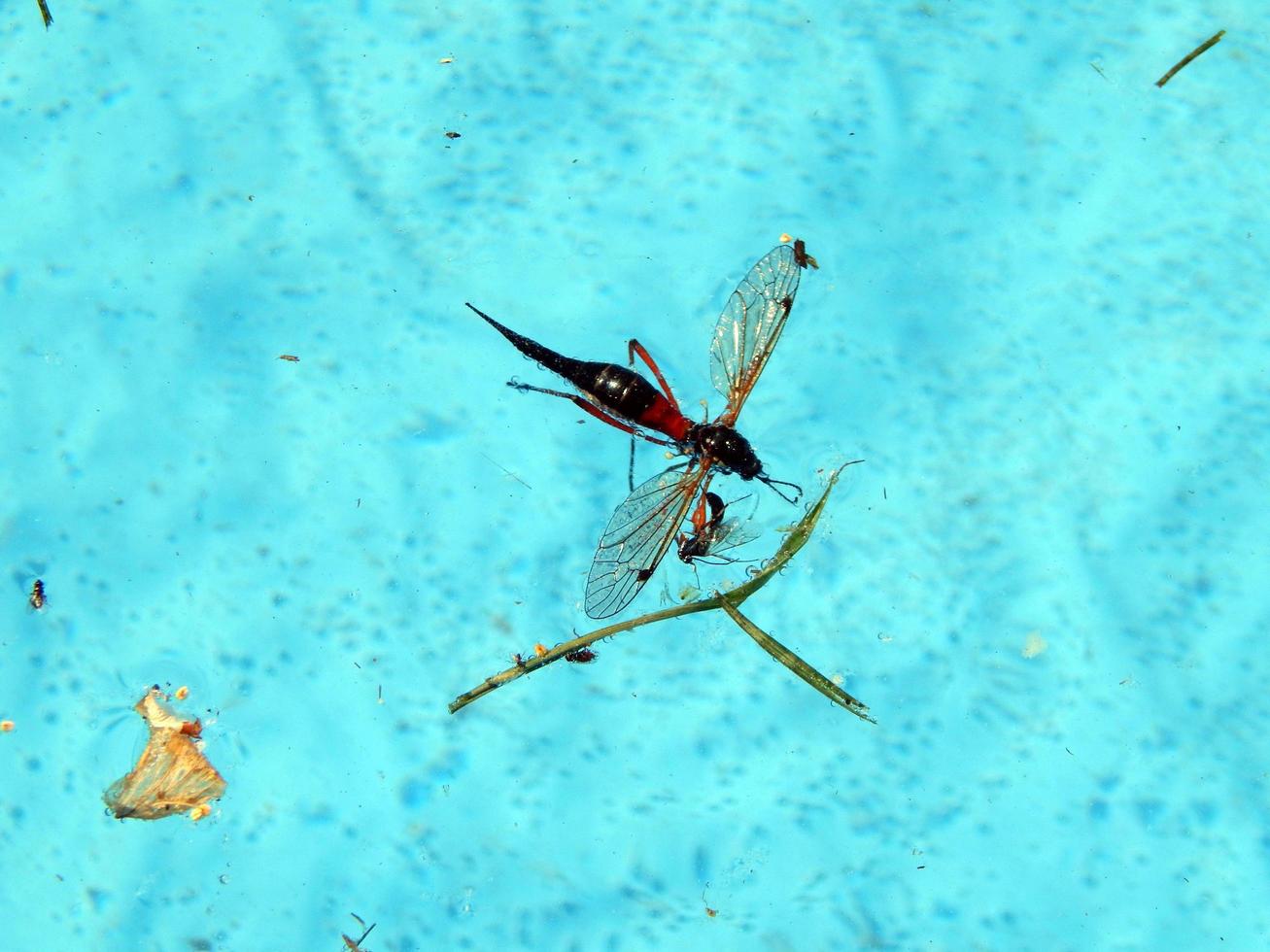 insetos estão nadando na piscina foto