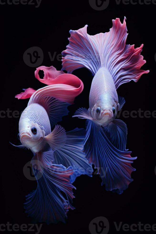 ai gerado agressivo siamês pescaria peixe, betta com multi vibrante cores isolado Preto fundo foto