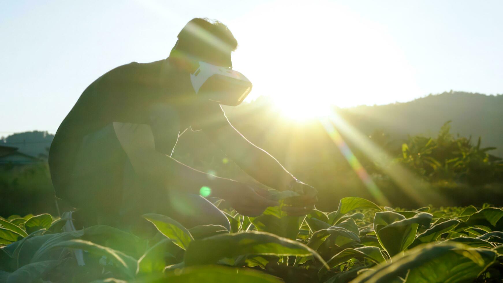 jovem inteligente famer usar a vr máscara testemunho dados rede realidade verificação a qualidade do tabaco folhas dentro uma tabaco plantação dentro tailândia. foto