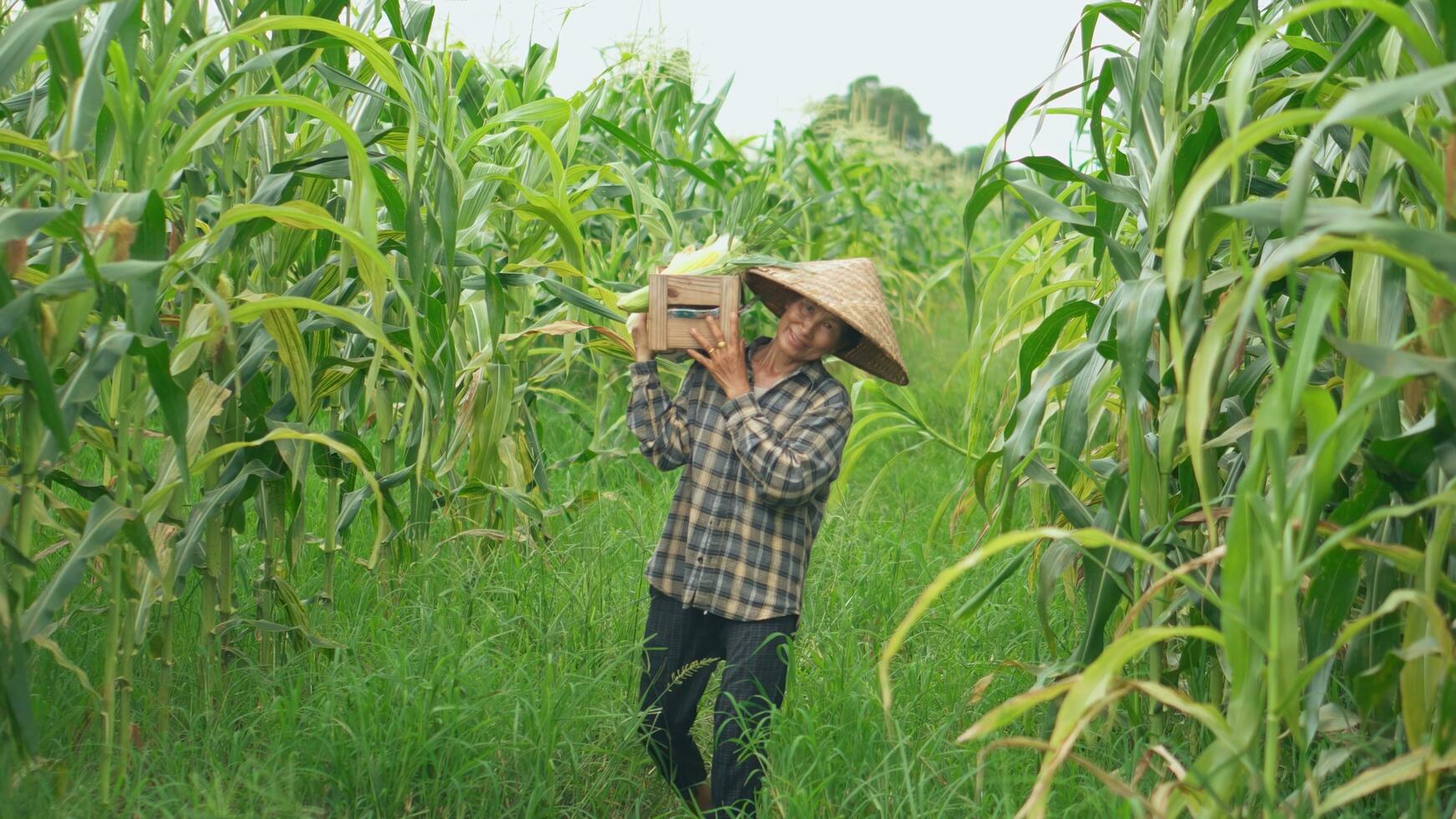 Senior mulher agricultores colheita milho durante a agrícola temporada, aumentando renda. foto