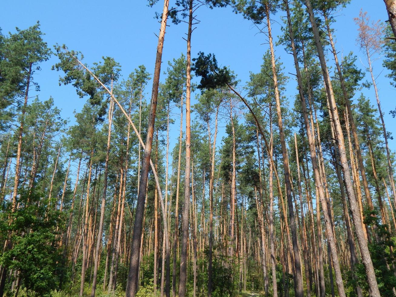 árvores da paisagem da floresta papel de parede da árvore foto