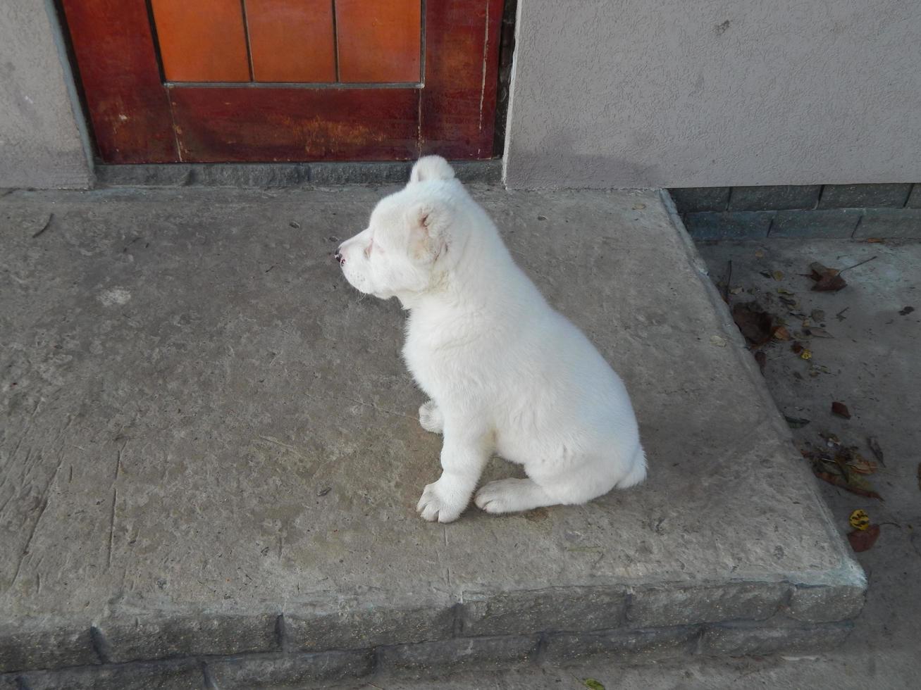 cachorrinho alabai no quintal foto