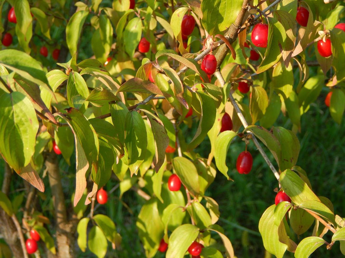 a comida no jardim de frutas e vegetais foto