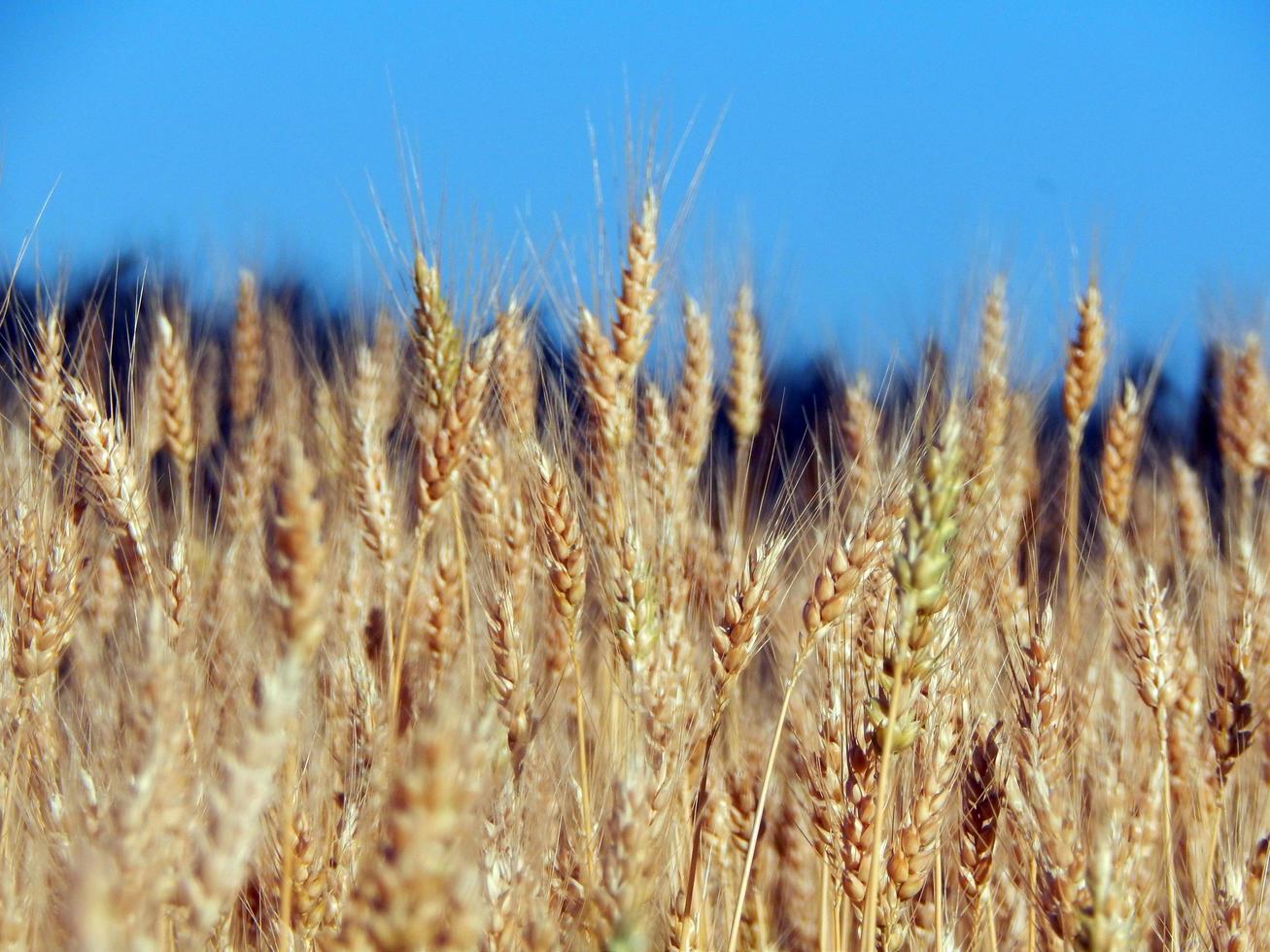 textura de campo de trigo de feno foto