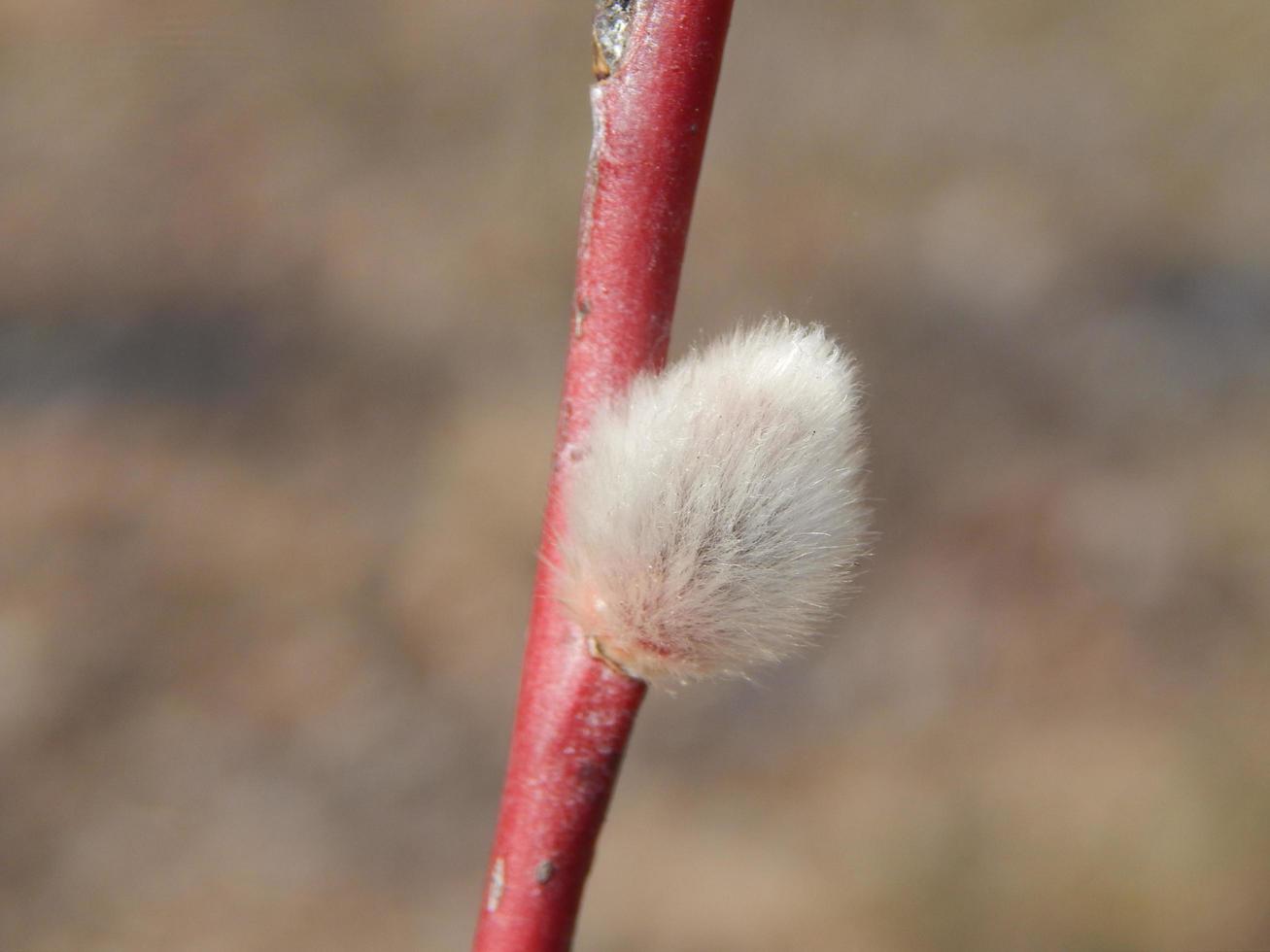 galhos de salgueiro com fundo nos galhos de árvores em flor de primavera foto