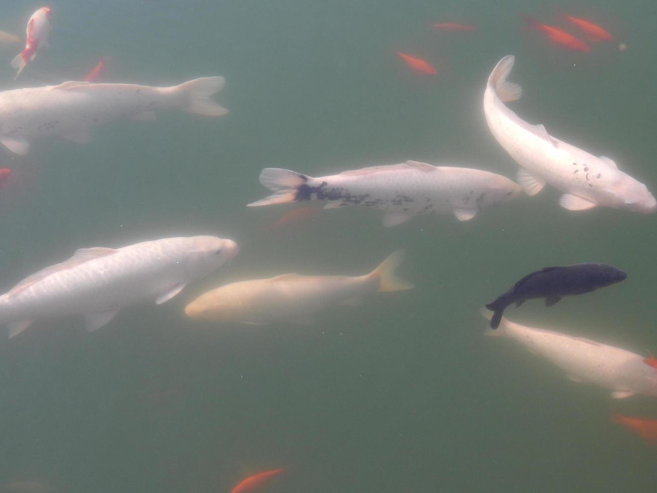 peixes nadam no bando do tanque de água foto