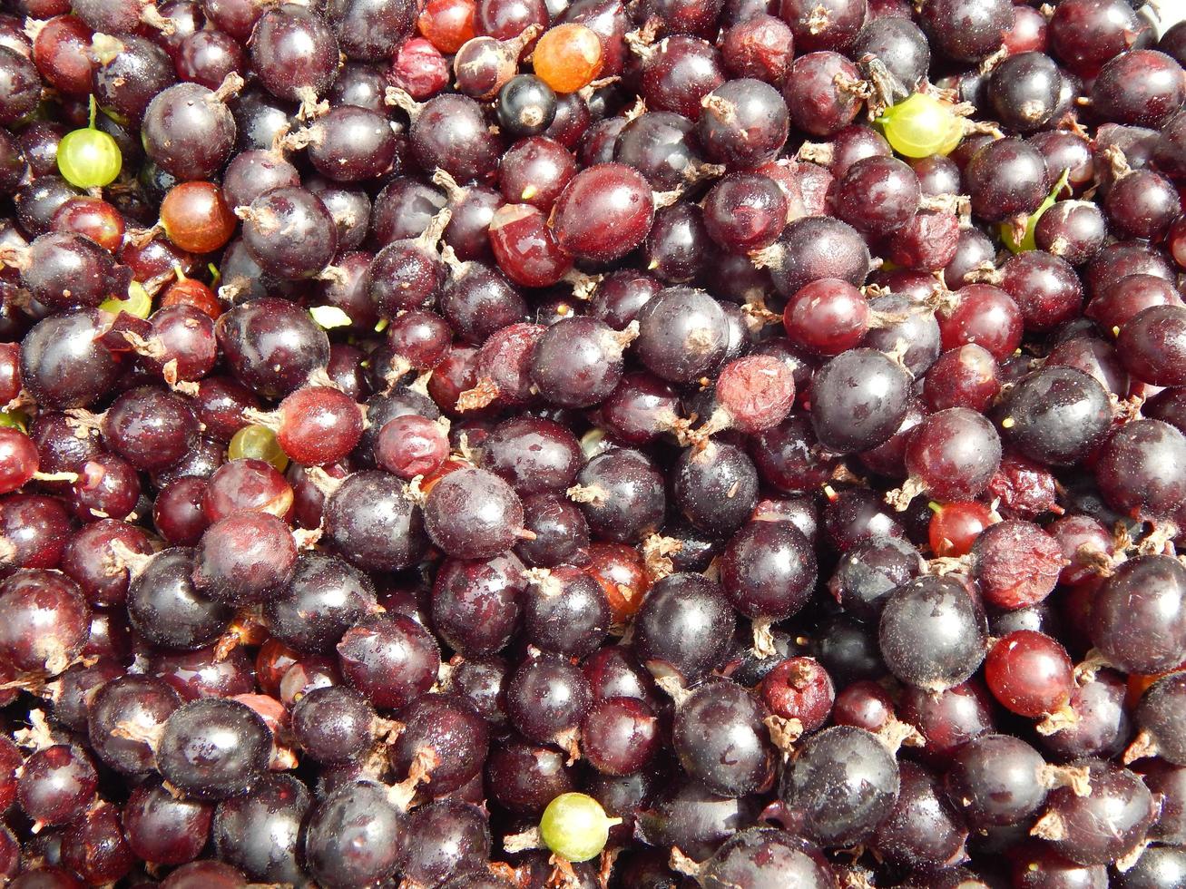 frutas e vegetais comendo no jardim foto