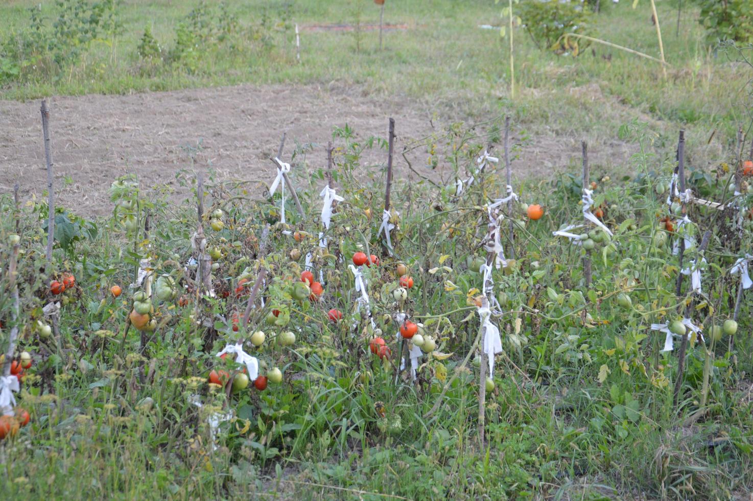 tomates maduros amadurecem no jardim foto