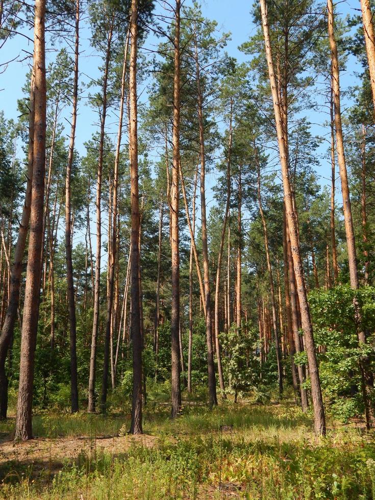 árvores da paisagem da floresta papel de parede da árvore foto