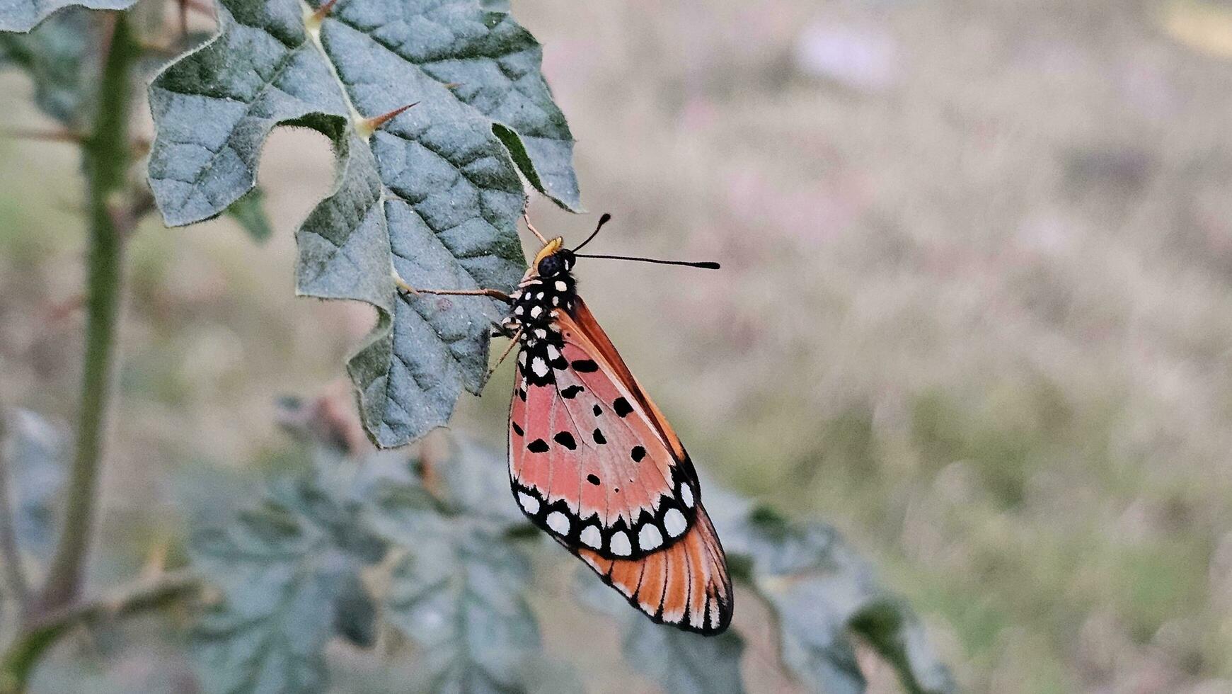 uma colorida borboleta senta em uma selvagem verde folha. foto