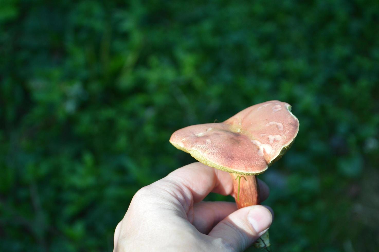 cogumelo comestível em mãos humanas foto