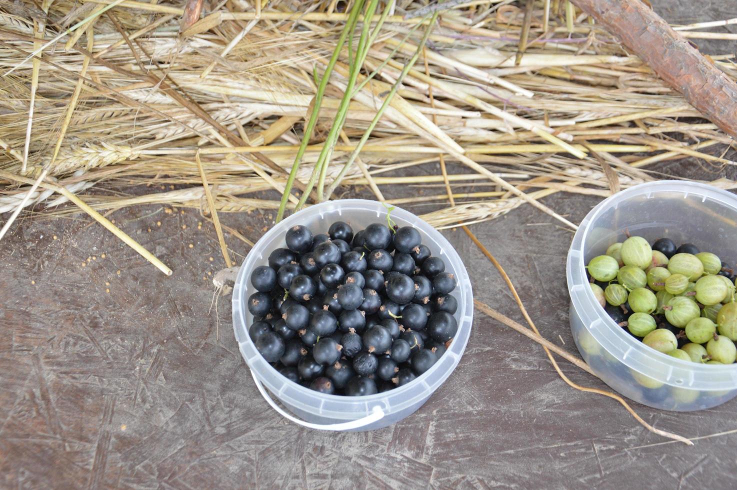 natureza morta de frutas e vegetais colhidos no jardim foto