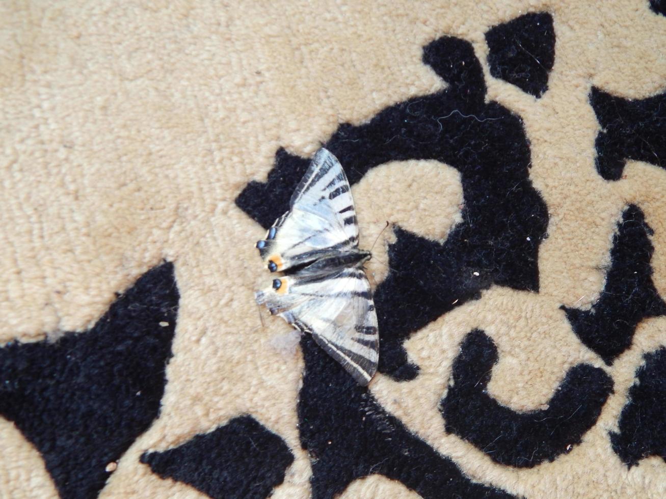 borboleta machaon sentada no tapete foto