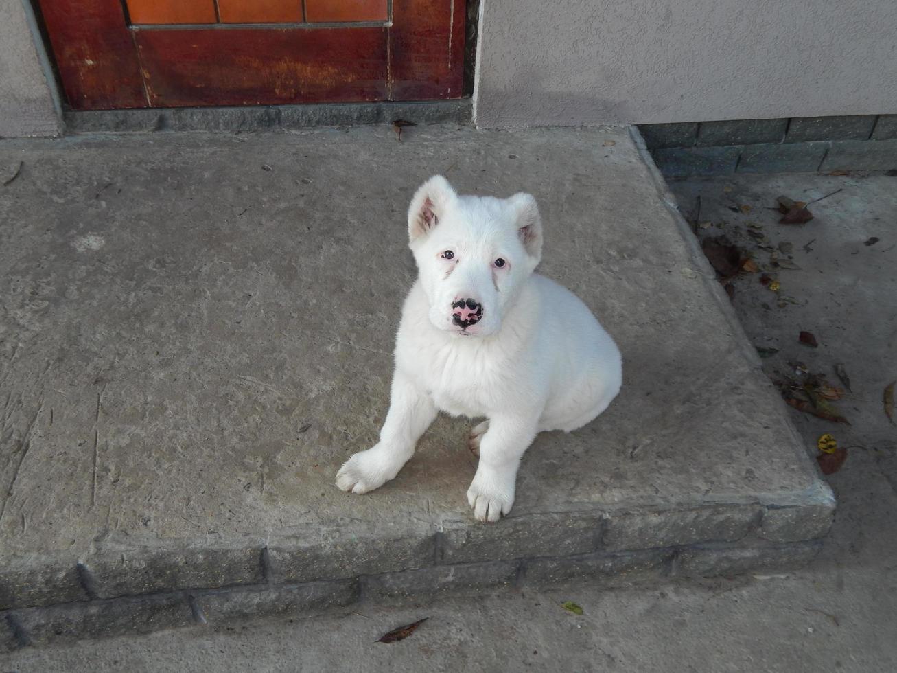 cachorrinho alabai no quintal foto