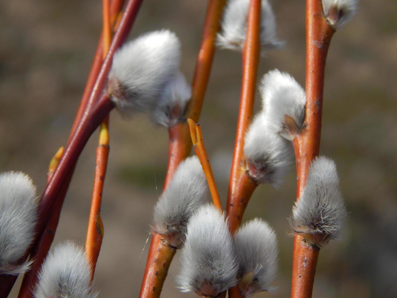 galhos de salgueiro com fundo nos galhos de árvores em flor de primavera foto