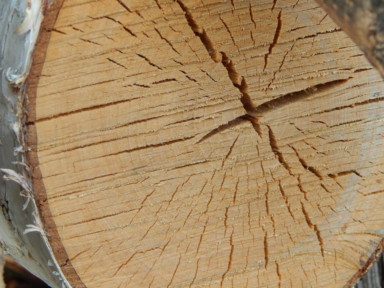 textura de madeira derrubada de árvores foto