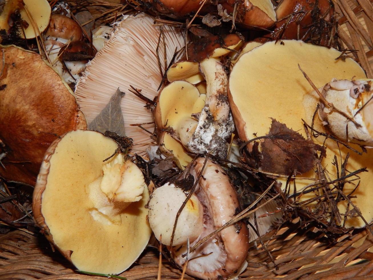 colete cogumelos no campo na floresta foto