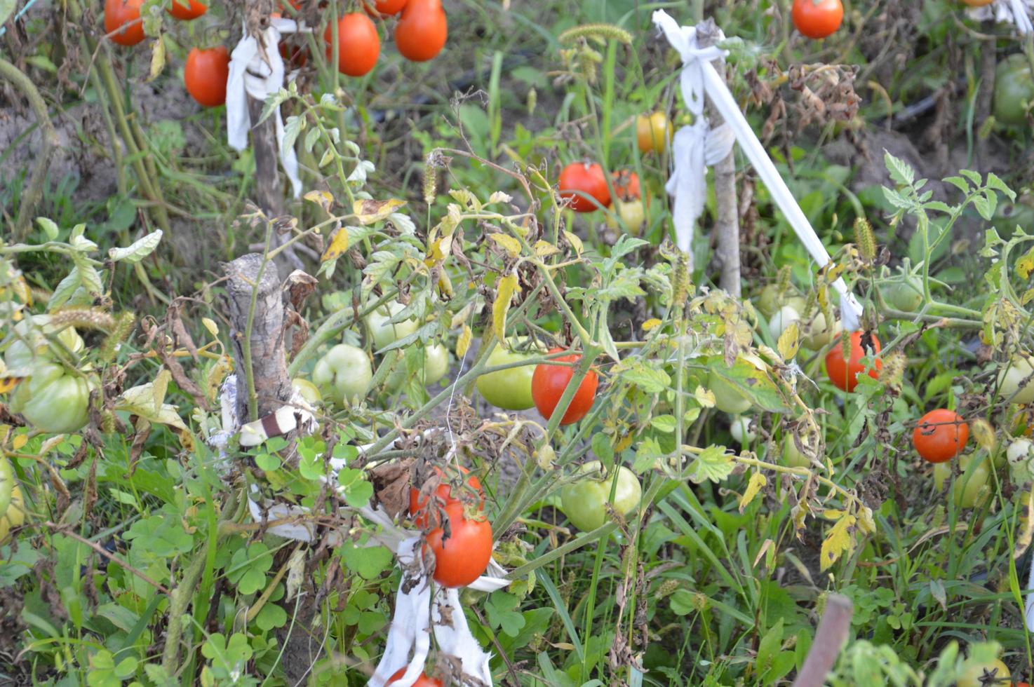 tomates maduros amadurecem no jardim foto