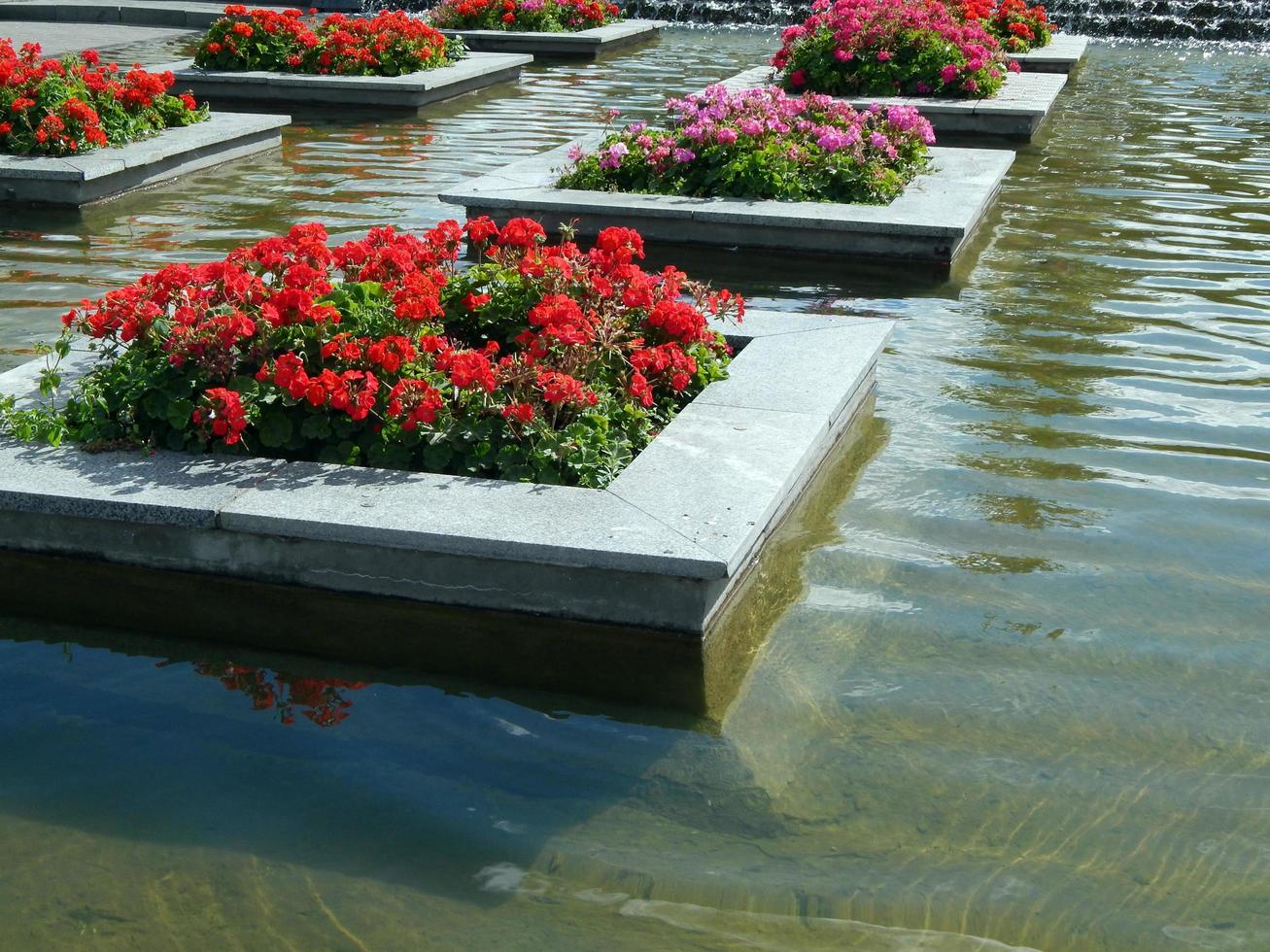 buquês de flores foto