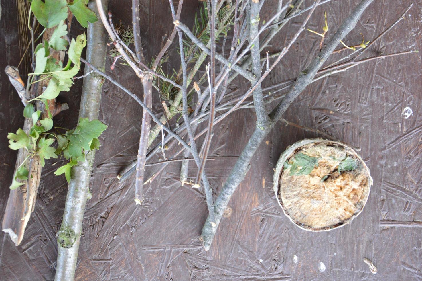 natureza morta de frutas e plantas da floresta foto