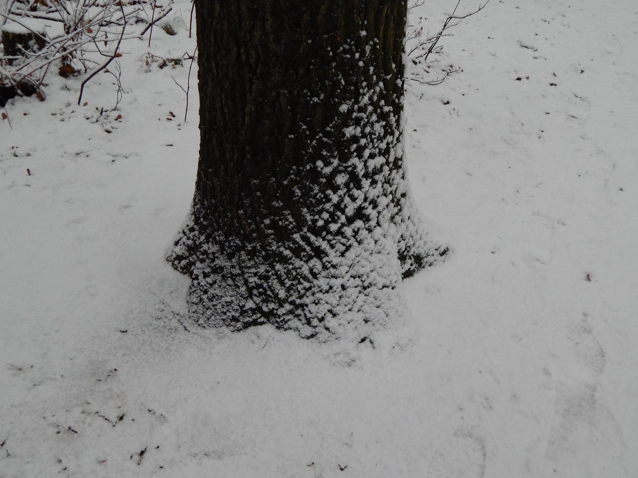 texturas de neve de inverno, árvores e plantas na geada foto