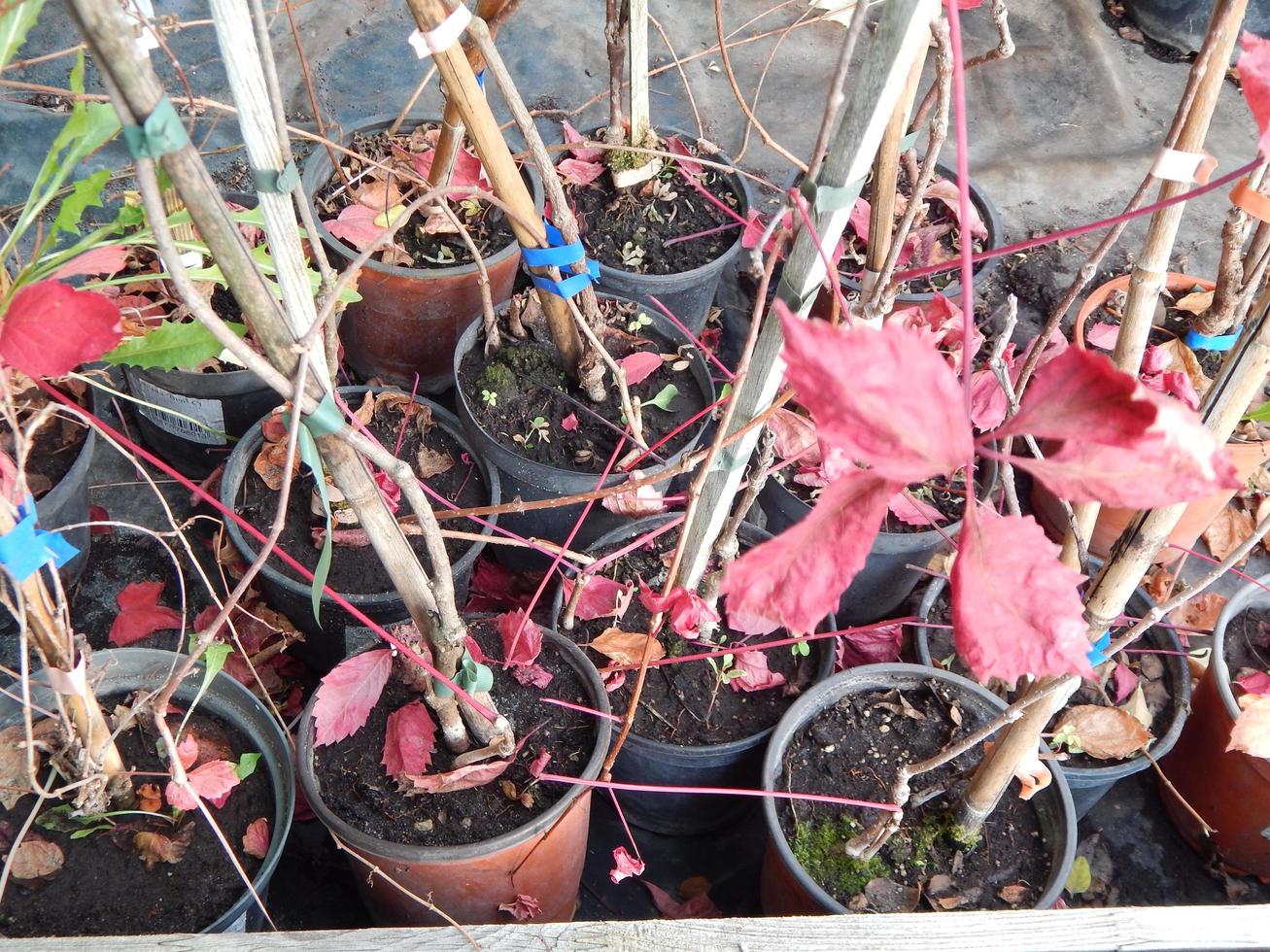 viveiro de plantas ornamentais para jardim foto