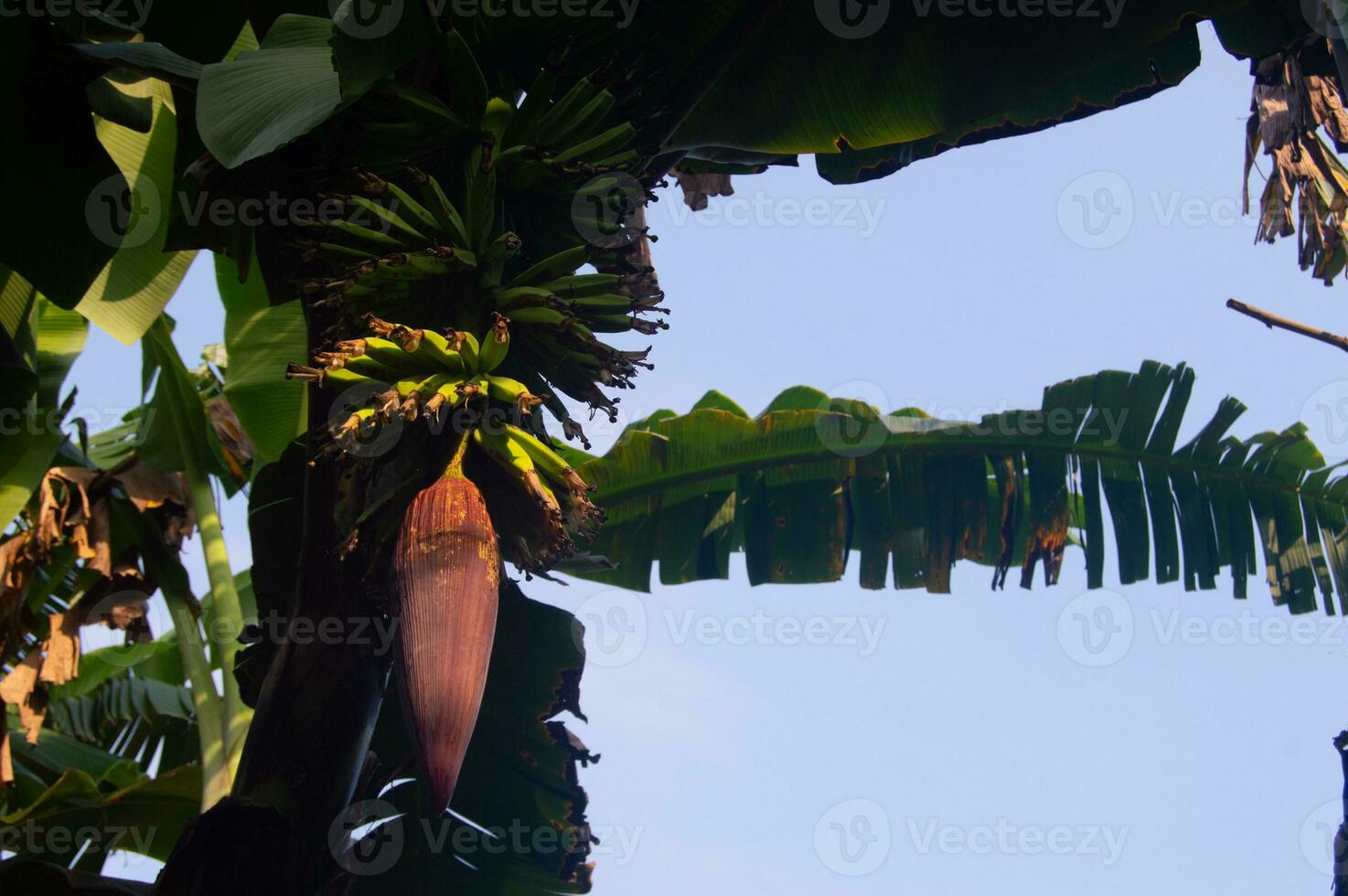 fechar acima do jovem banana fruta em uma árvore foto