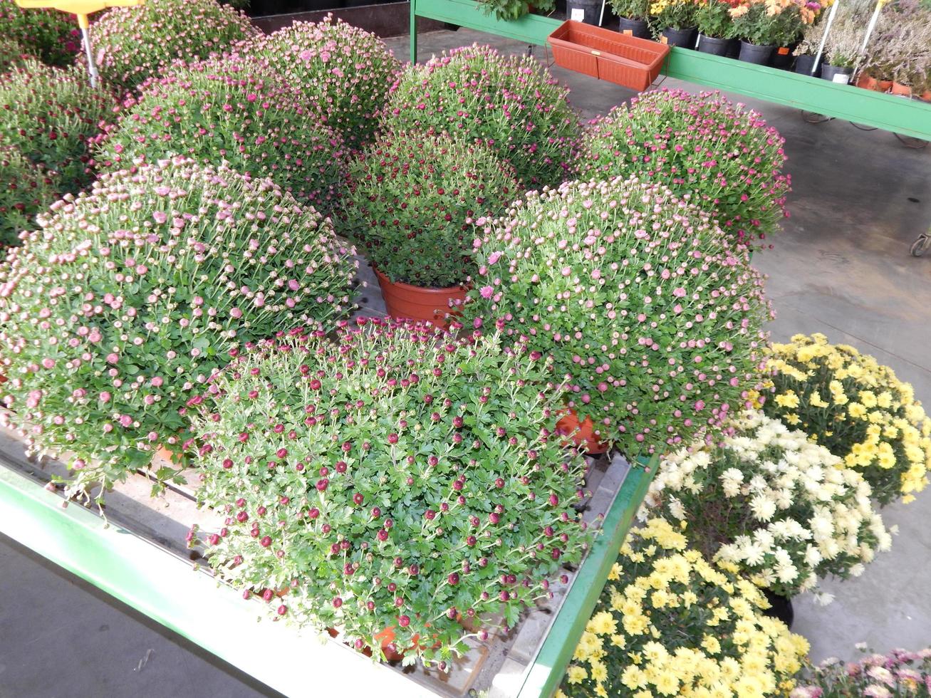 viveiro de plantas ornamentais para jardim foto