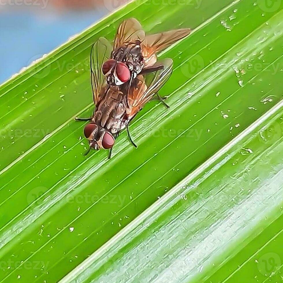 fechar-se do uma selvagem inseto dentro natureza foto