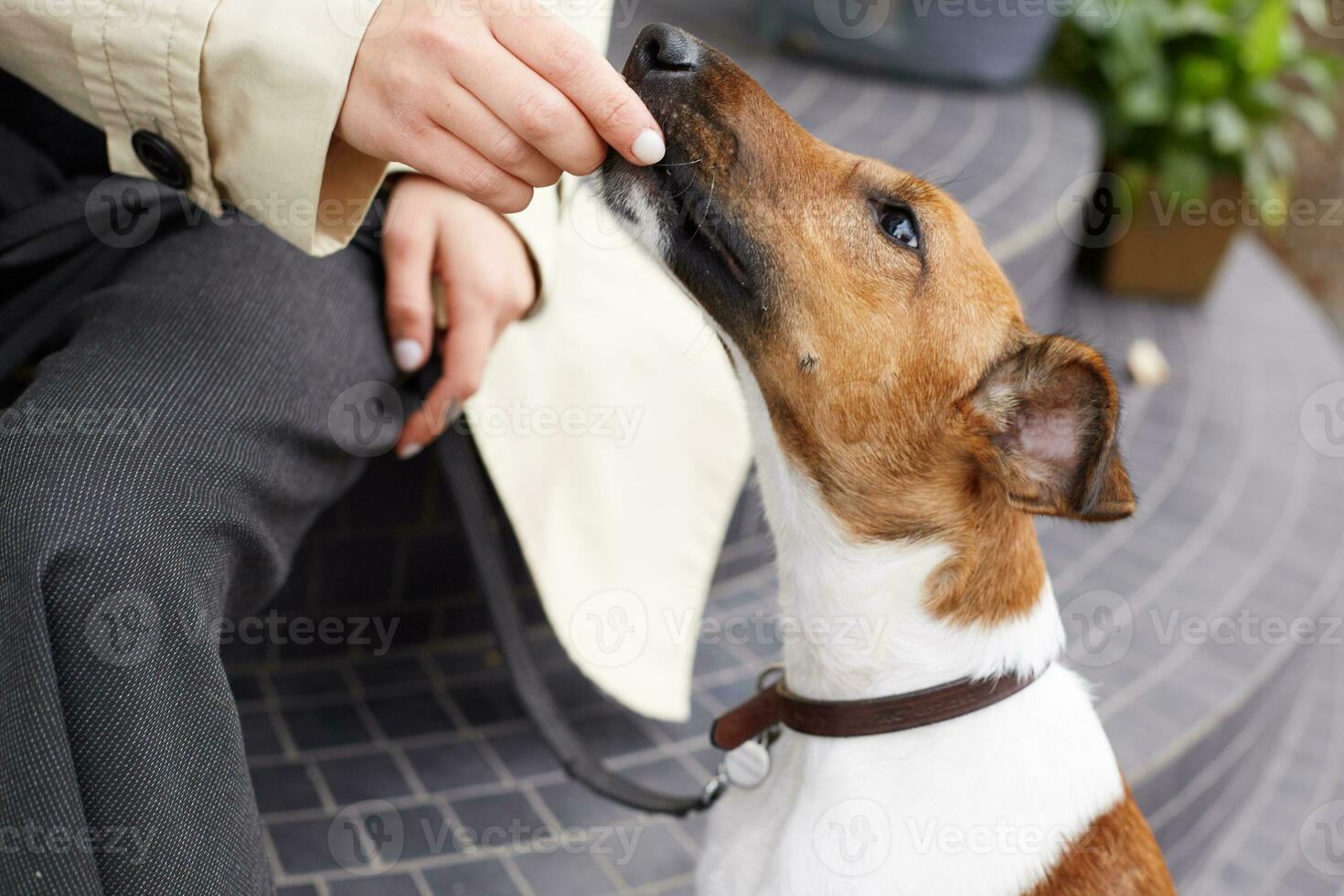 retrato do adorável animal cachorro procriar jack russell terrier, senta perto dele proprietário quem é alimentando ele, sente feliz, colocar em dele trela e colarinho . ao ar livre foto, sobre rua fundo foto