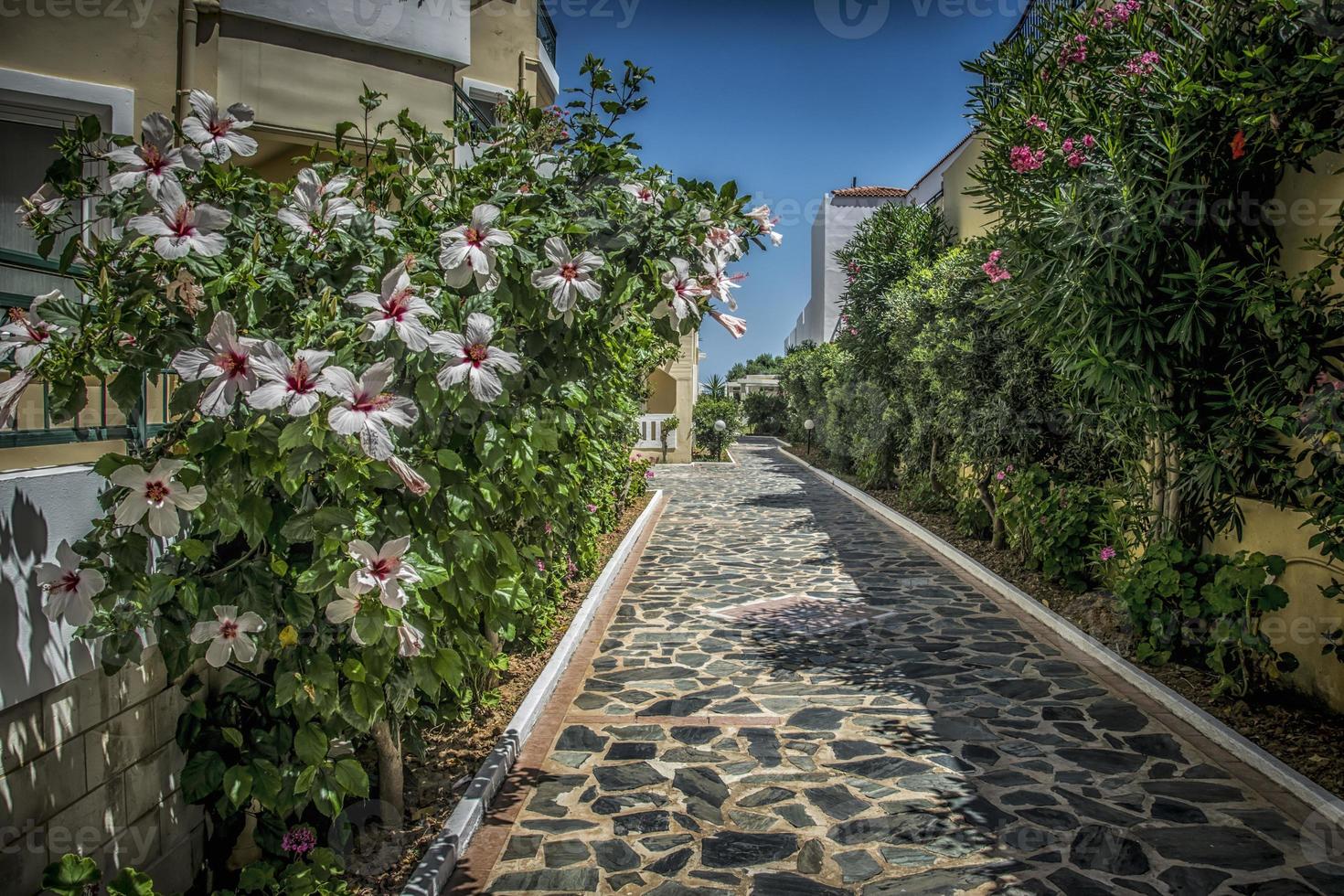 um pequeno beco com flores de hibisco em creta foto