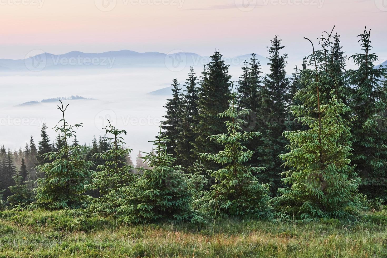 paisagem enevoada das montanhas dos Cárpatos com floresta de abetos e as copas das árvores saindo da névoa foto