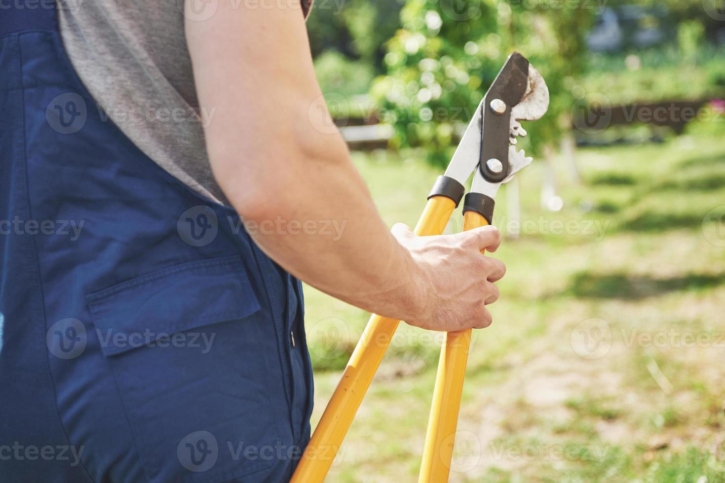 um jardineiro profissional no trabalho corta árvores frutíferas. foto