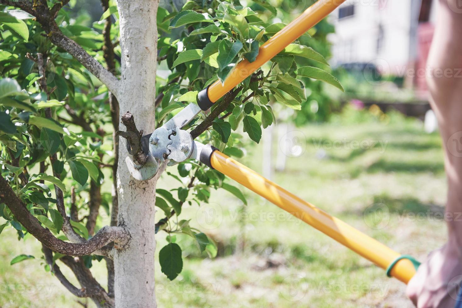 estacas de jardineiro de plantas de jardim na primavera foto