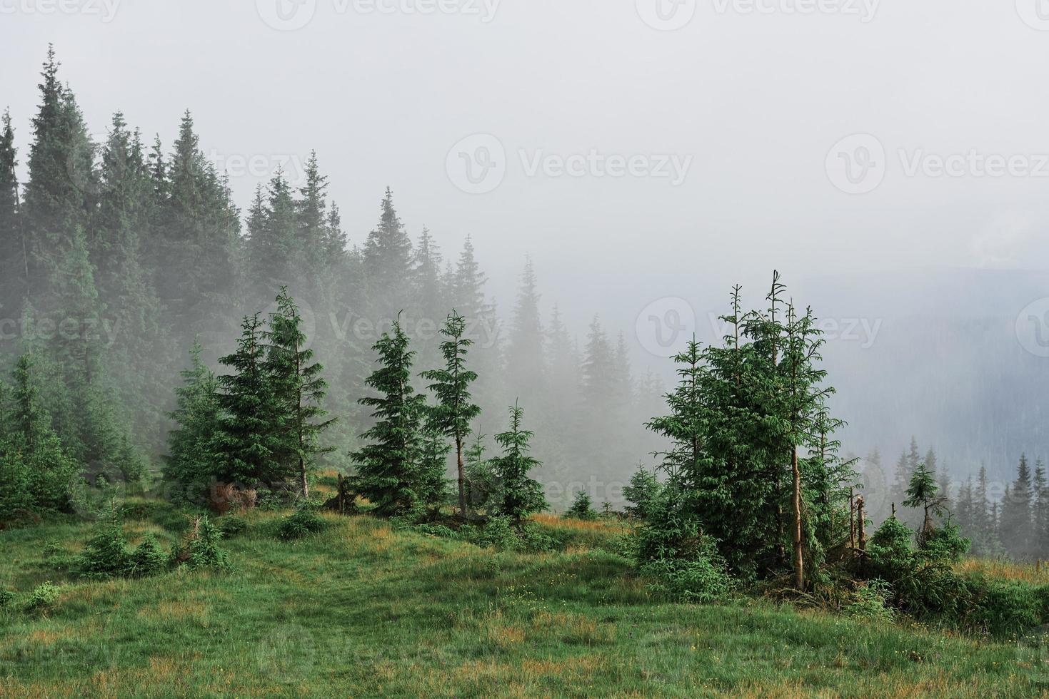 paisagem enevoada das montanhas dos Cárpatos com floresta de abetos e as copas das árvores saindo da névoa foto