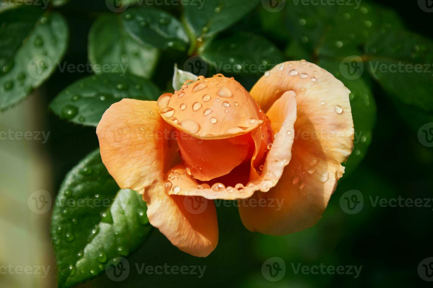 amarelo rosa com pingos de chuva dentro a jardim. ensolarado verão dia depois de chuva. foto