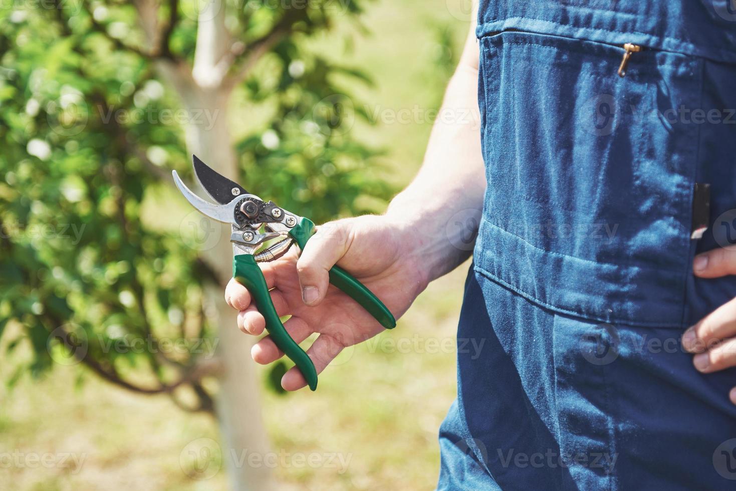 um jardineiro profissional no trabalho corta árvores frutíferas. foto