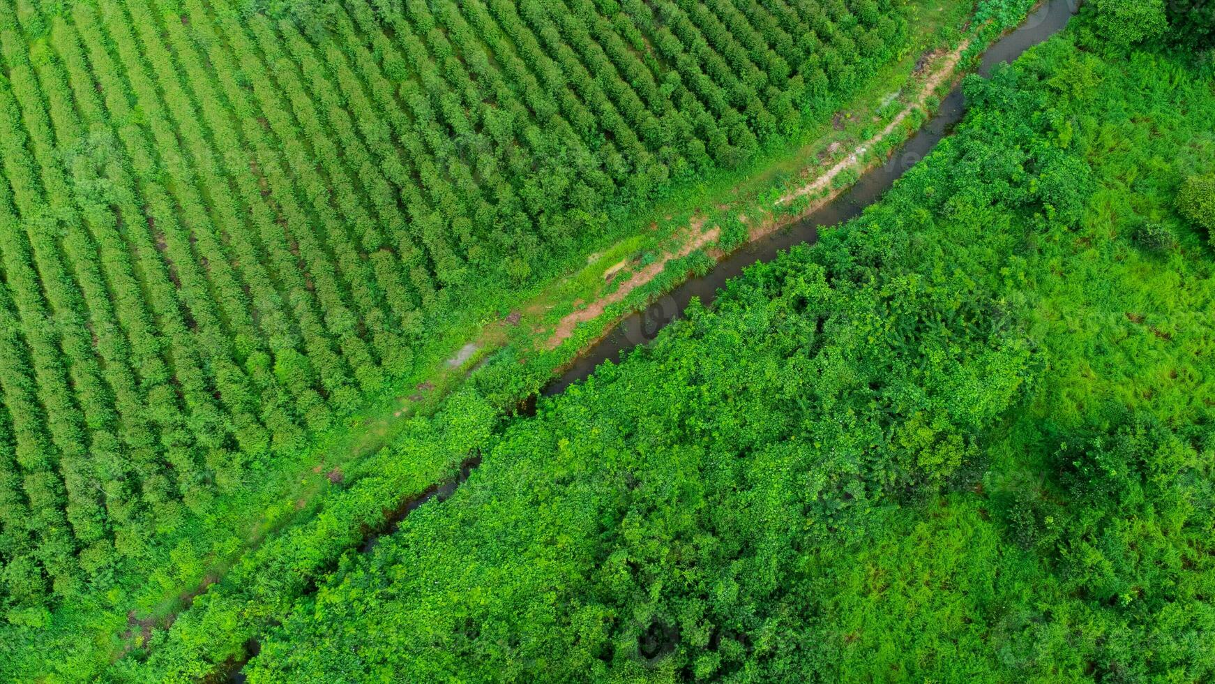 aéreo Visão do a irrigação canal este cortes através rural fazenda. topo Visão do eucalipto floresta dentro tailândia. cultivo negócios. natural panorama fundo. foto