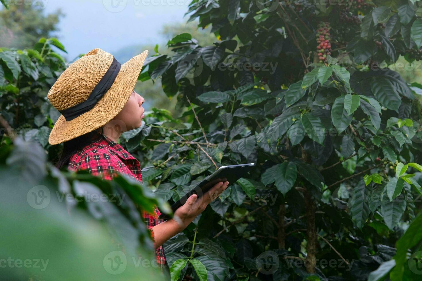 agricultor asiático moderno usando tablet digital e verificando grãos de café maduros na plantação de café. aplicação de tecnologia moderna no conceito de atividade de cultivo agrícola. foto