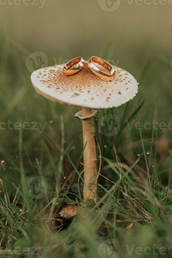 Casamento argolas mentira em uma cogumelo dentro a outono floresta. Casamento conceito. a original aproximação para foto noivado argolas