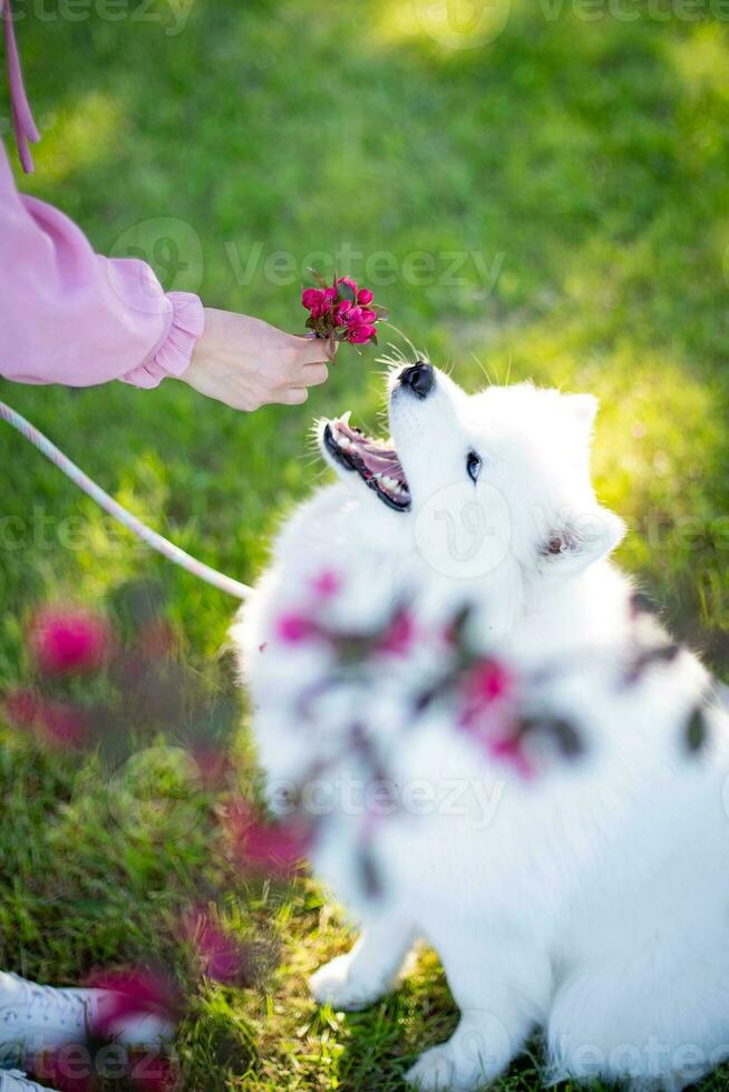 samoiedo cachorro com flores em a Relva dentro a parque. foto