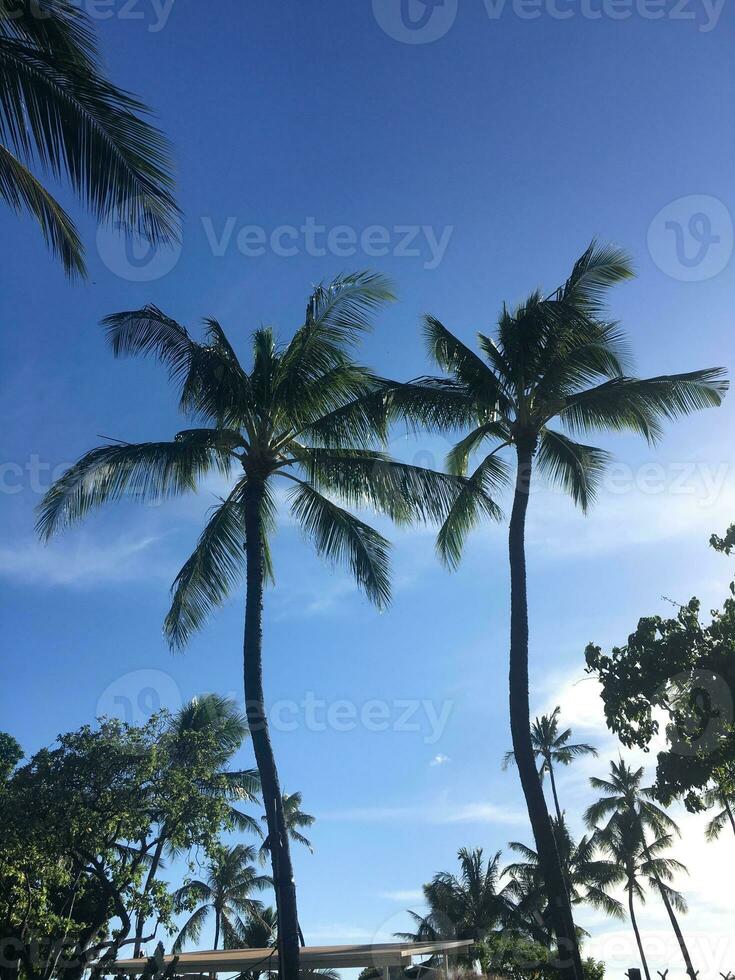 Palma árvores em a de praia dentro a trópicos. coco árvores contra a azul céu. foto