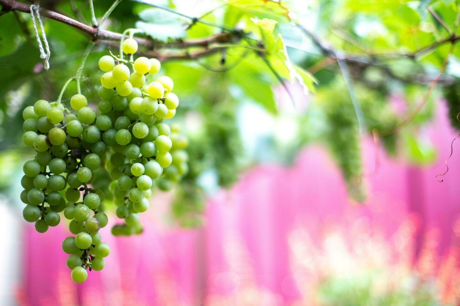 verde uvas agrupado em a videira em árvore , fruta conceito foto