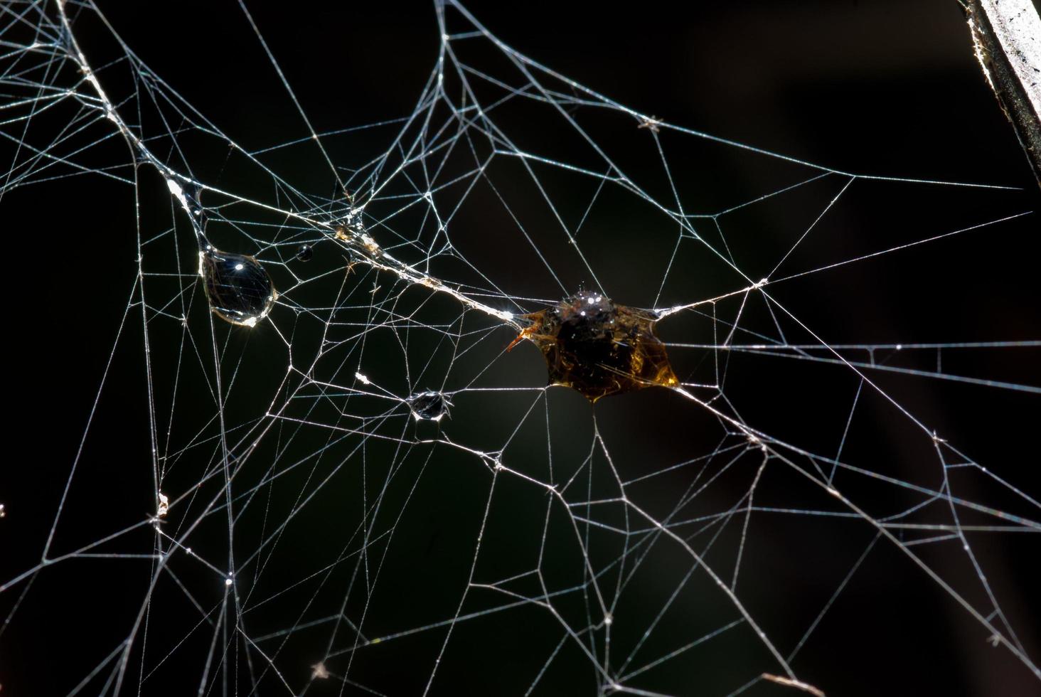 inseto foi embrulhado em seda de aranha assustador assustador foto