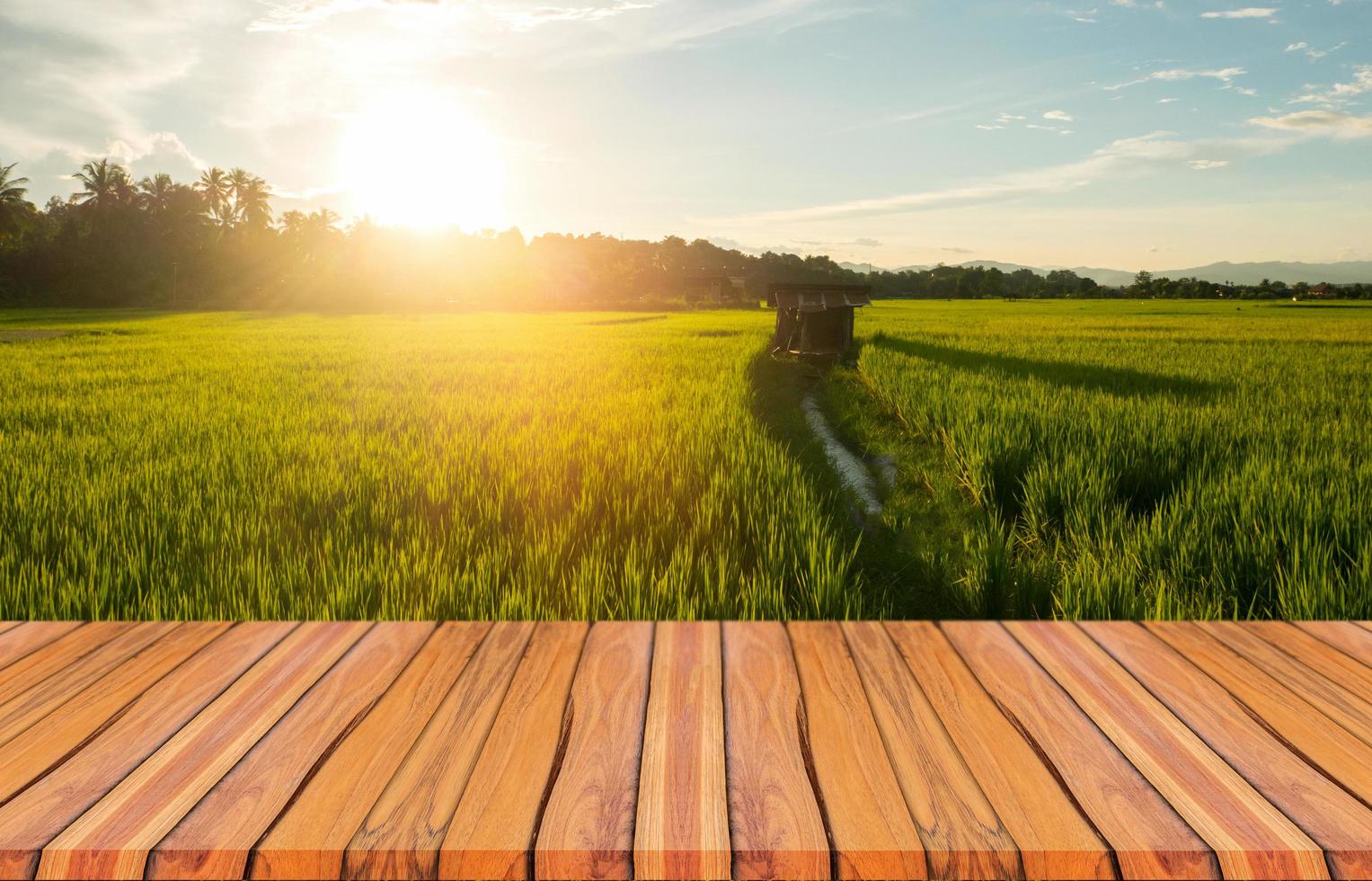 pranchas de madeira e belas paisagens naturais de campos de arroz verde na estação das chuvas e pôr do sol. foto