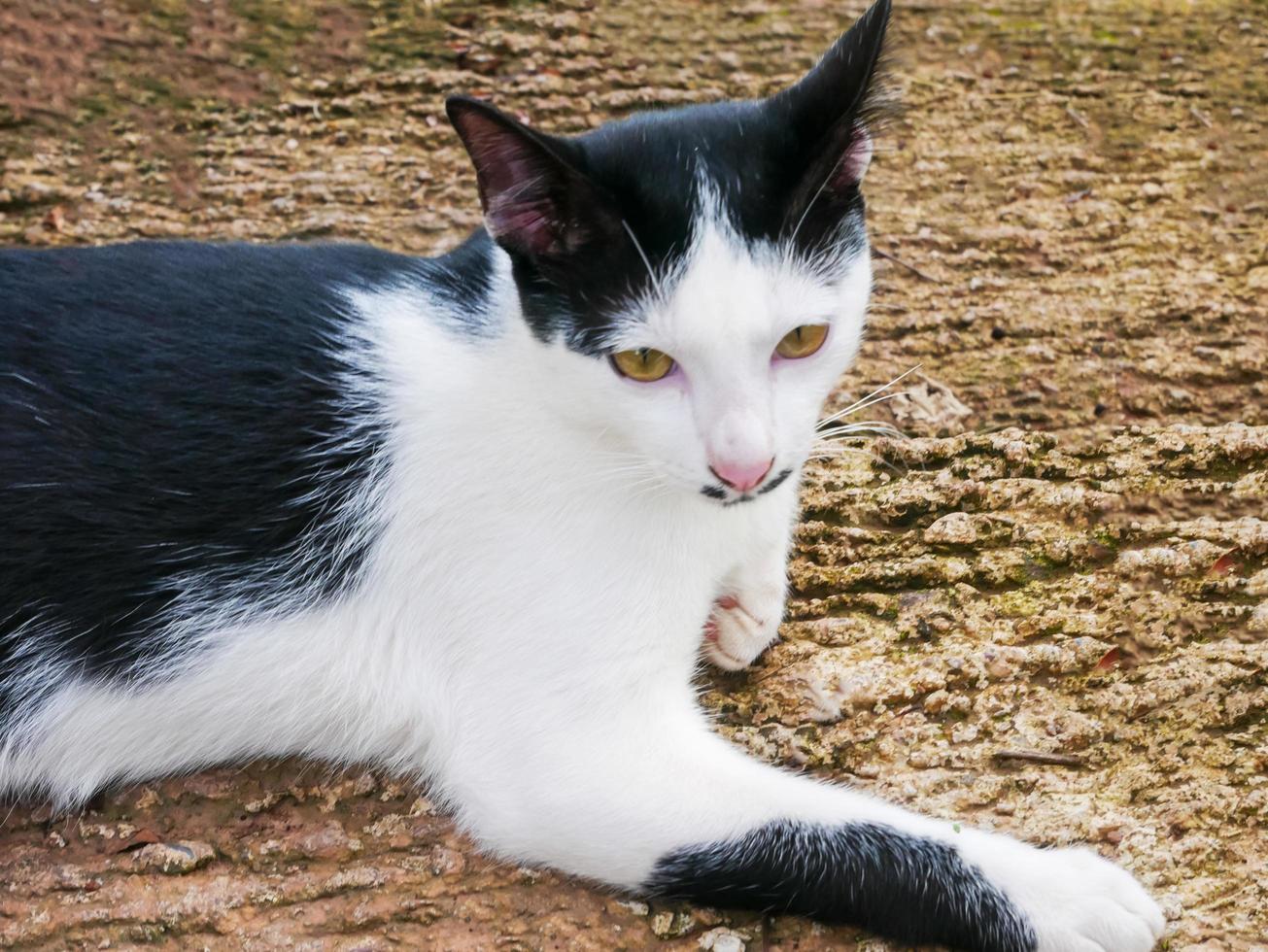 gato fofo com olhos brilhantes deitado no concreto foto