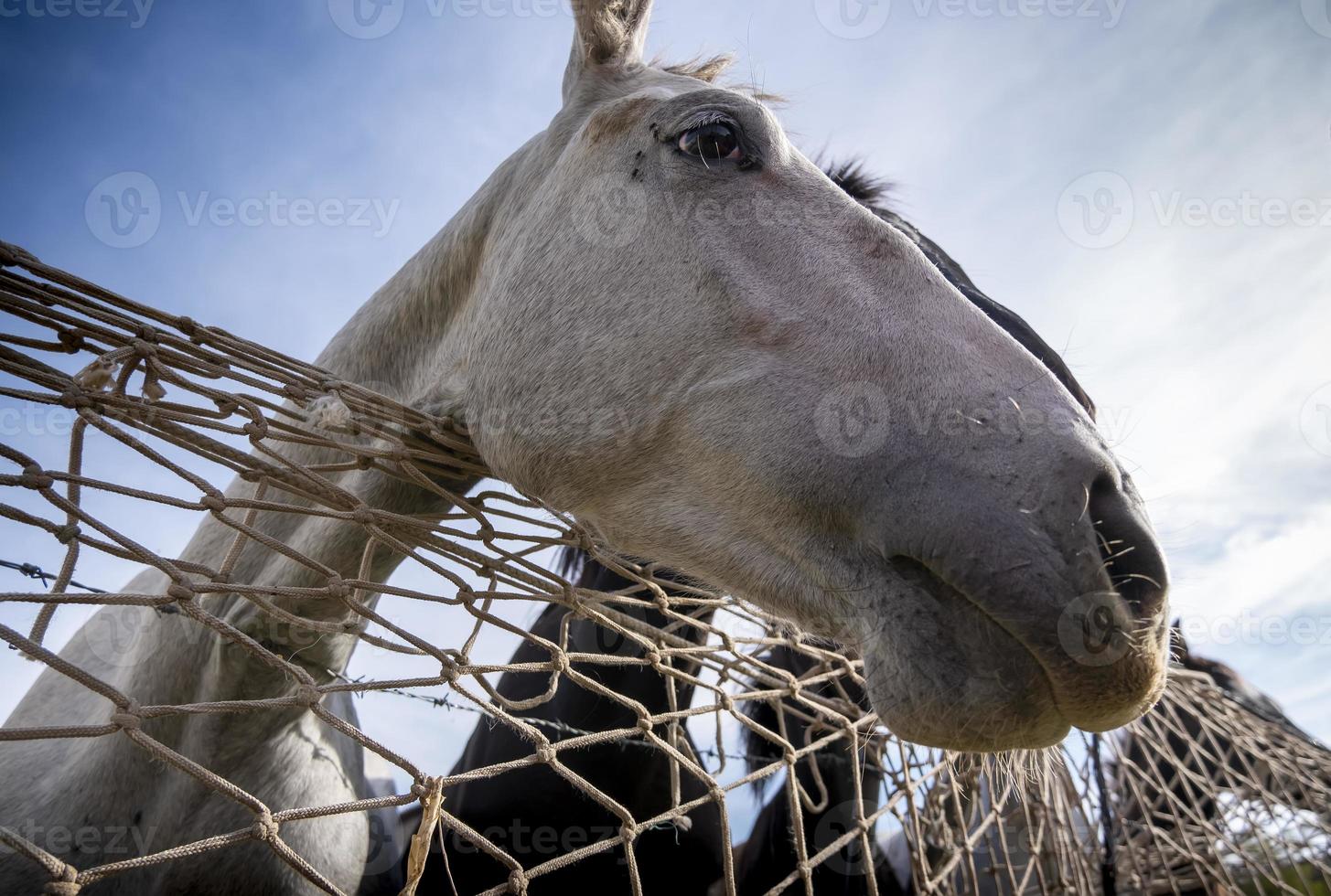 cavalos comendo na fazenda foto